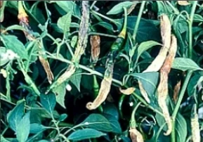 Fruit Rot